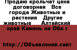 Продаю крольчат цена договорная - Все города Животные и растения » Другие животные   . Алтайский край,Камень-на-Оби г.